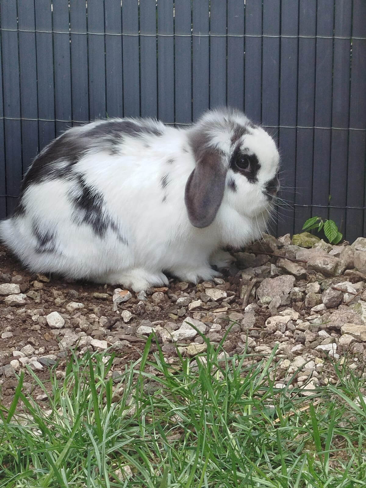 Lapin