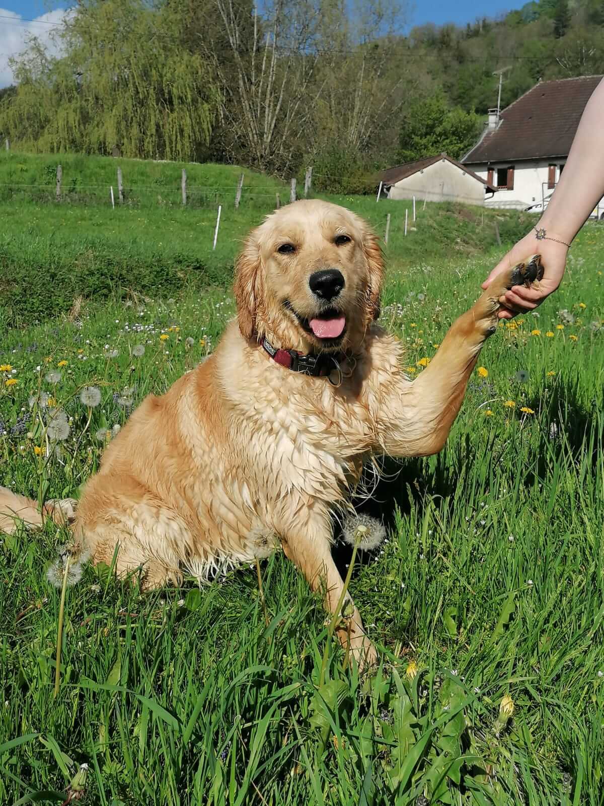 Chien