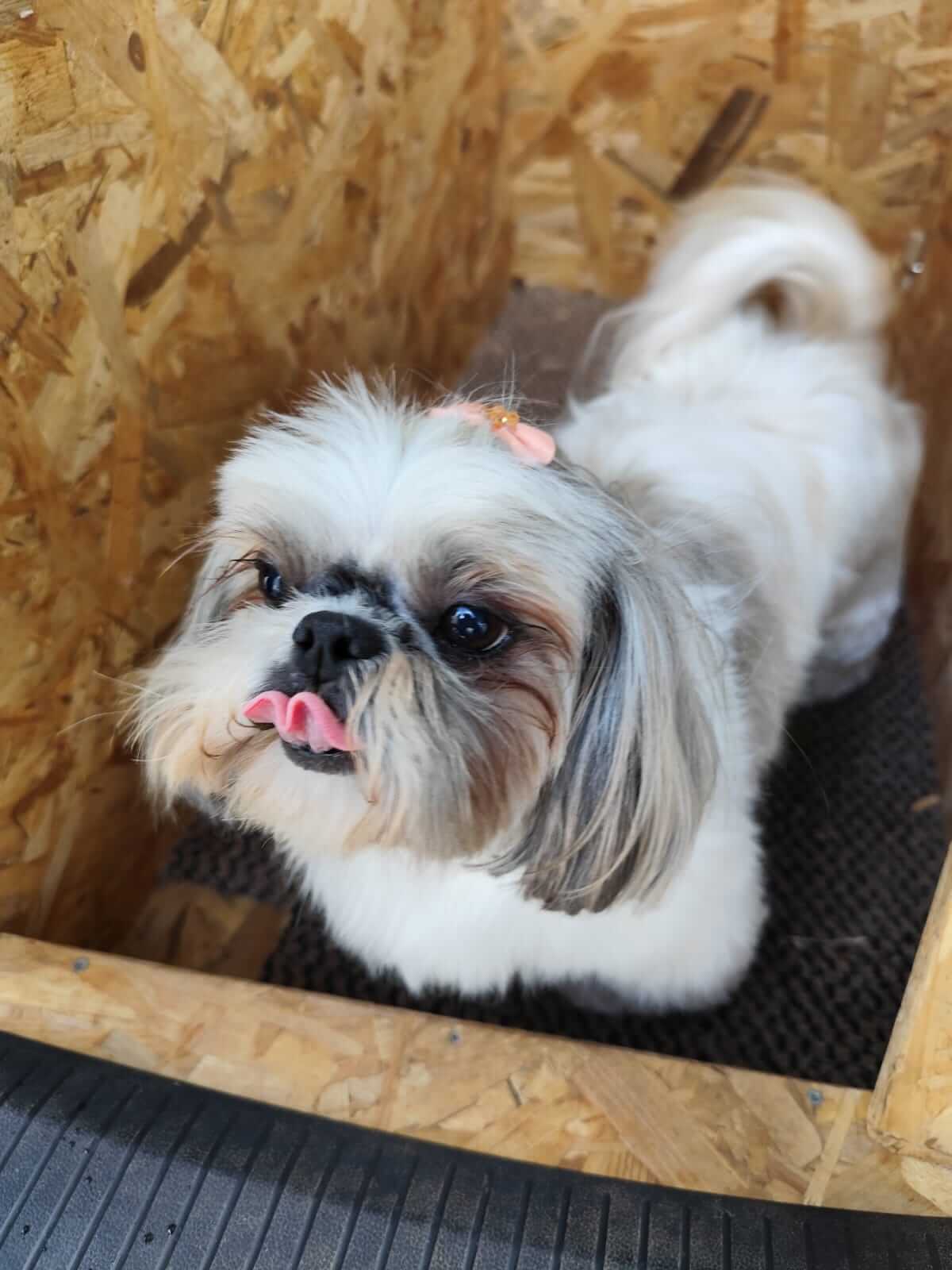 Chien
