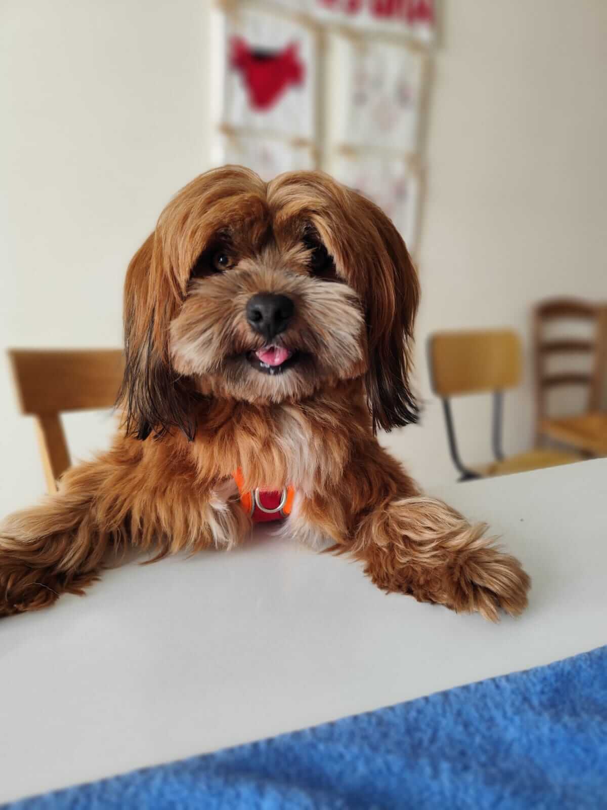 Chien