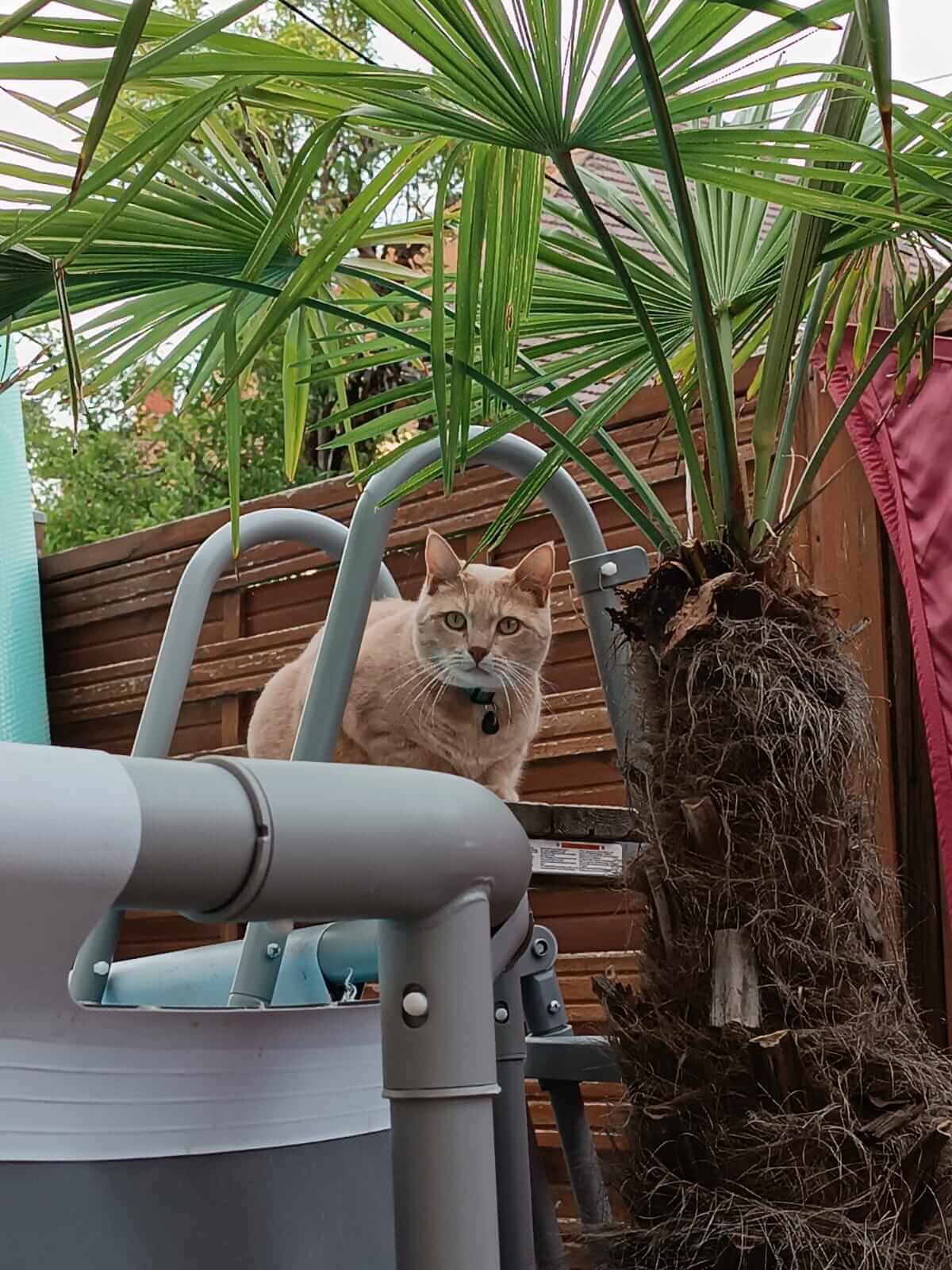 Chat