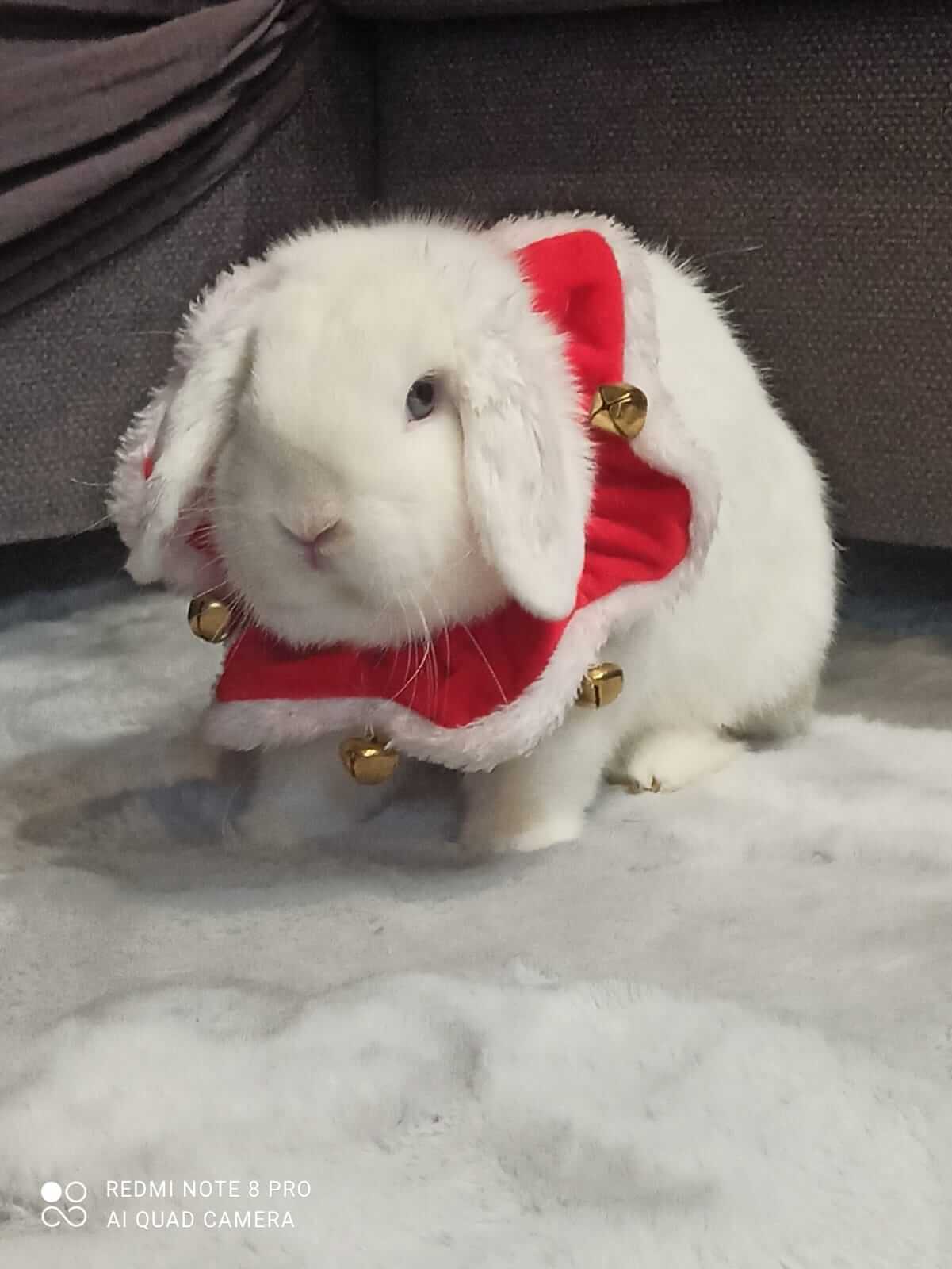 Lapin