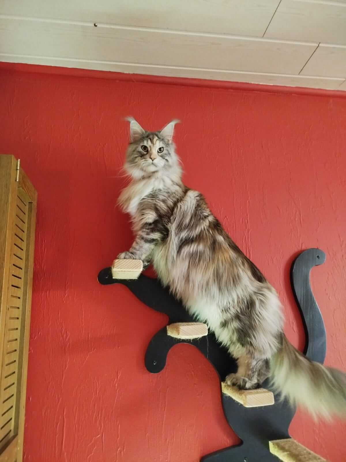 Chat