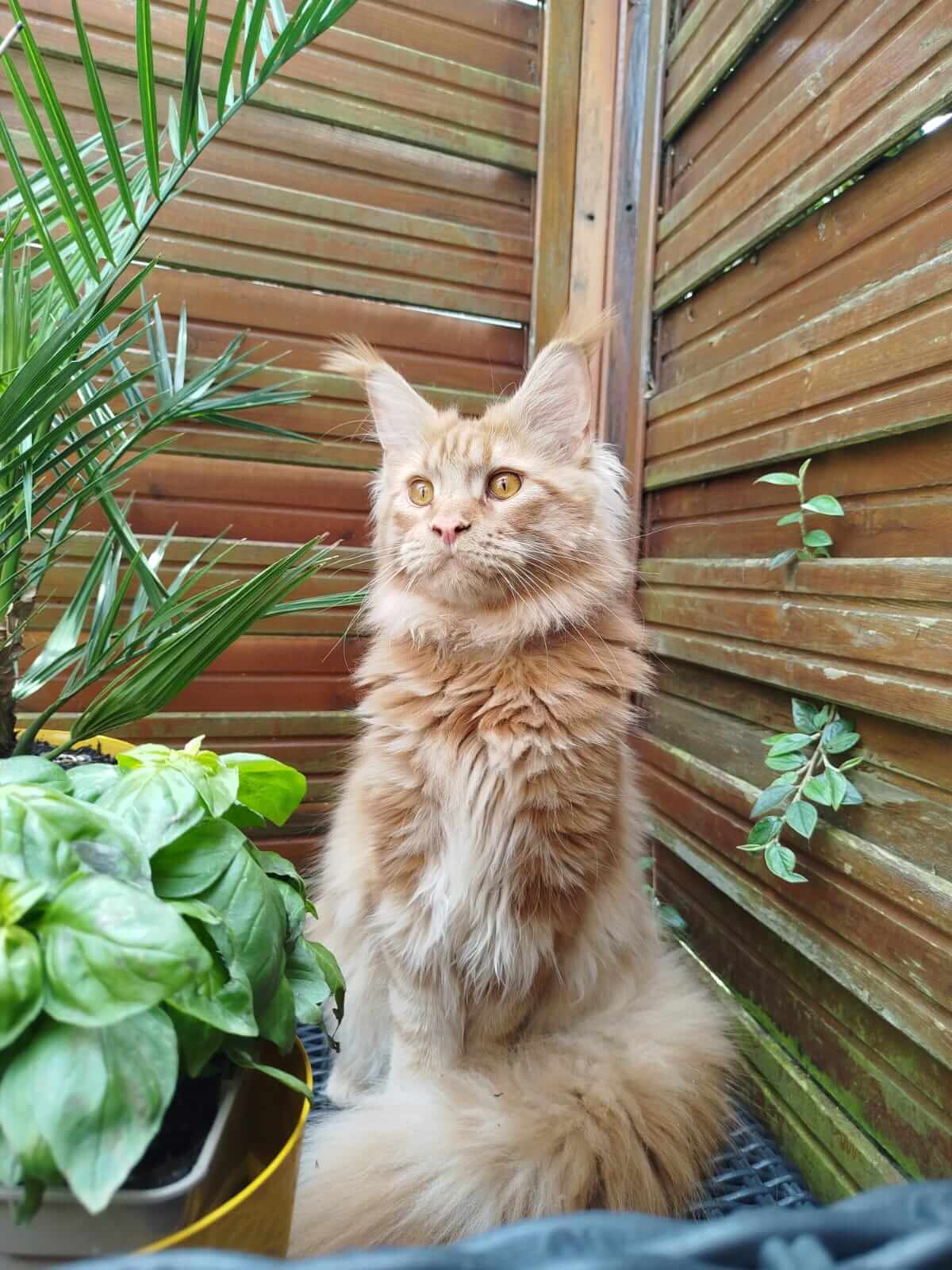 Chat