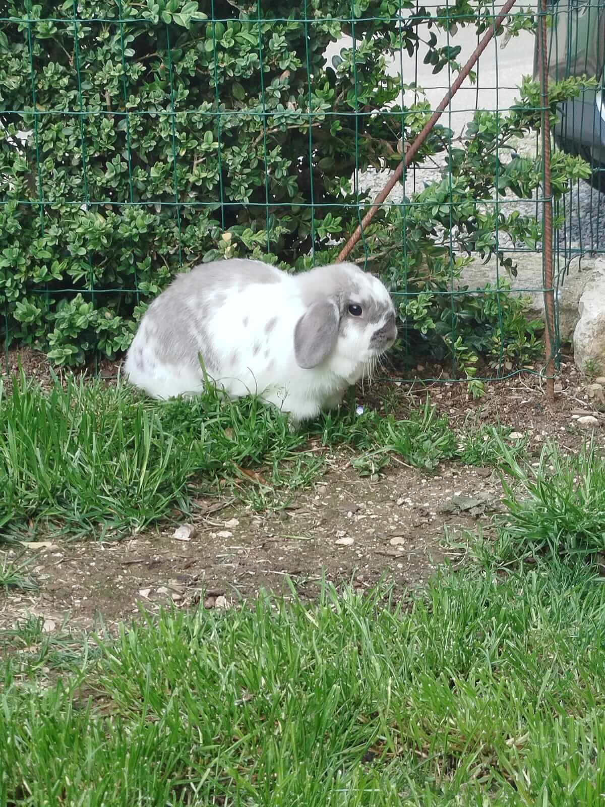 Lapin